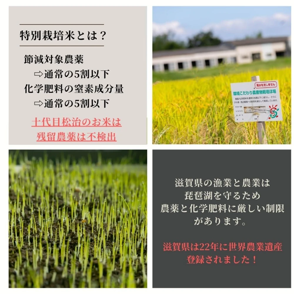 【令和5年産新米】特別栽培米　滋賀県産きぬむすめ 玄米　縁起の竜王米