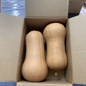 ☆無農薬☆  バターナッツ♪  ポタージュやプリンに最適です！！