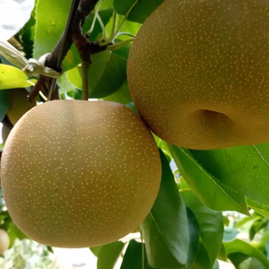 幸水梨！3キロ　家庭用（形が悪いなど）　瑞々しい爽やかな甘さだよ！長野県南信州産