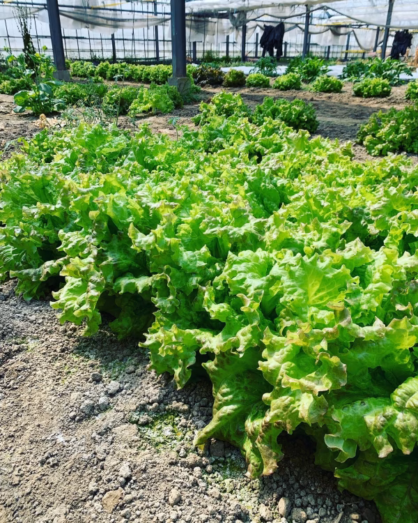 【送料無料】今しか食べられない音質育ちのサニーレタス‼︎