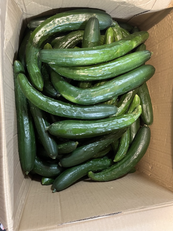 ✨きゅうり(緊急値下げ 訳アリ)10kg ※✨ ｜野菜の商品詳細｜ポケット 