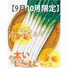 ✨朝採り✨太い涼秋ネギ✨L～L2サイズ3.5kg20本【＋2本増量 】常温便