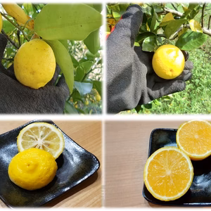 2種の柑橘セット　花ゆずと種なしカボス　農薬不使用の自然栽培