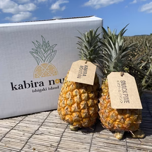【味に自信あり】石垣島産パイナップル　スナックパイン6玉5.5kg〜