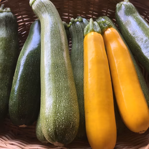 ズッキーニ好きにおくる！10本詰め合わせ【農薬・化学肥料不使用】