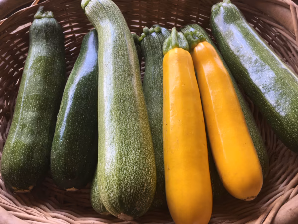 ズッキーニ好きにおくる！10本詰め合わせ【農薬・化学肥料不使用】