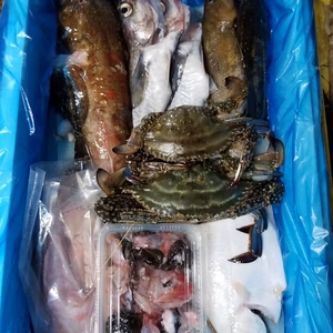 イチマン❗本日水揚げ2活〆鮮魚セット‼️内臓処理して発送！