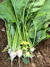 今が旬！　千葉県産　かぶ　2kg 収穫した日に発送