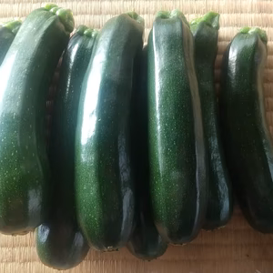 秋採りズッキーニ