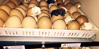 真夏日と打って変わって…