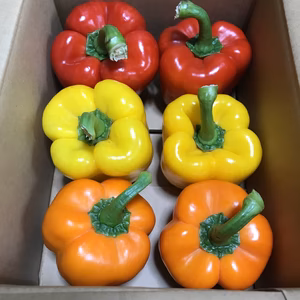 山形県産パプリカ3色ミックス1ｋｇ