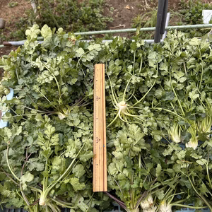 路地　パクチー根無し　農薬は使ってません