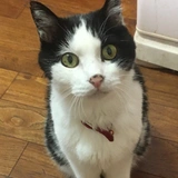 みやこわすれ