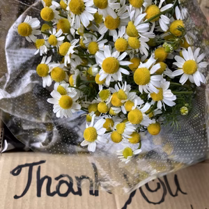 【期間限定】フレッシュカモミール！