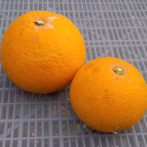 【今が旬】美味しい本貯蔵八朔❬混在５kg❭和歌山産