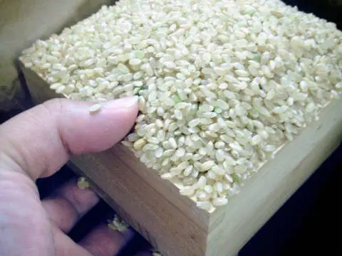2か月に1回定期【白米7.5㎏／約50合】「夢つくし」令和3年福岡県産特別栽培米