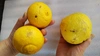 柑橘2種味比べ　【はるか・せとか】家庭用　5キロ