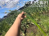 【予約限定】青森県産！農薬不使用のにんにくの芽＋葉＋つぼみ【令和７年新物！】
