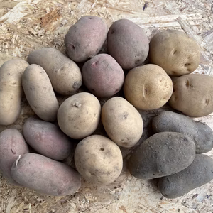 じゃがいも5種の彩りセット　1kg×5種