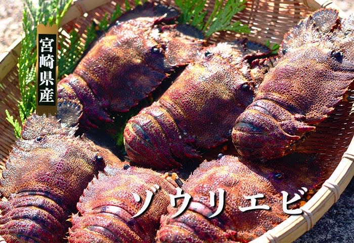 活】エビ好きに大人気！宮崎県産ゾウリエビ｜魚介類の商品詳細