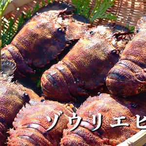 【送料無料】プリっぷりの身がぎっしり詰まった「ゾウリエビ」（１kg）