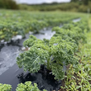 【野菜の王様】ふわふわカーリーケール