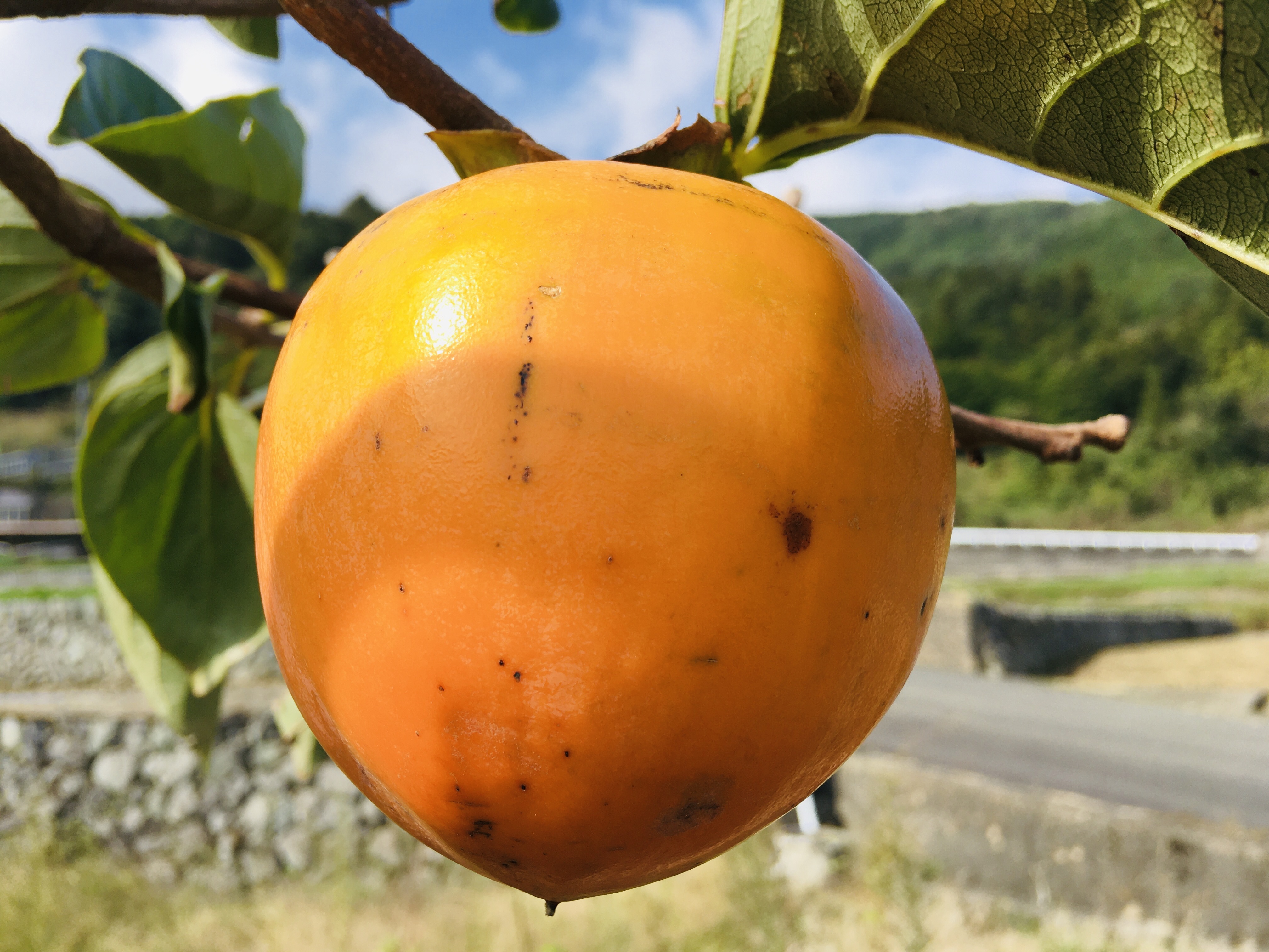 甲州百目柿の産直通販・お取り寄せ商品｜ポケットマルシェ｜産地直送で