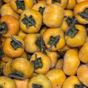 【お試し2kg】干し柿用 渋柿（平核無柿） 沖縄・離島以外