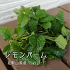 【自由に選べる！】摘みたてフレッシュハーブ詰め合わせ