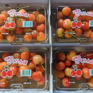 さくらんぼ佐藤錦大玉サイズ