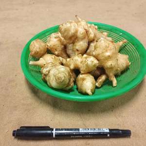 【注目のスーパーフード】きくいも