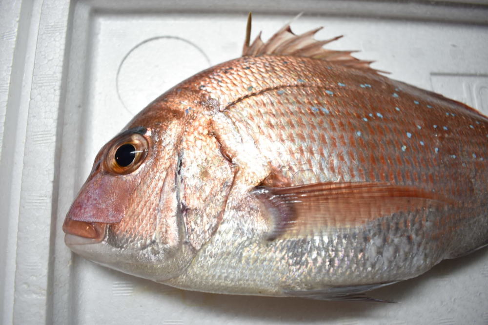 お魚が脱いだ 塩焼きから肝醤油まで 秋田の鮮魚三種を食べ比べ 農家漁師から産地直送の通販 ポケットマルシェ