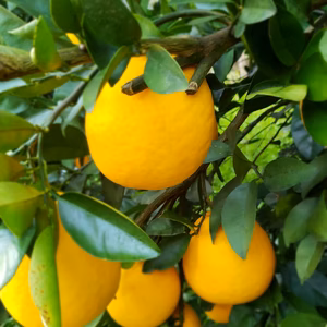 食くらべセット　カラ箱込4.5㌔　と　河内爆売箱込4.5㌔　送料お得