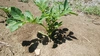 無肥料•無農薬栽培にこだわった、えがおファームのじゃがいも1kg