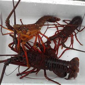 天然物！伊勢海老　３キロパック