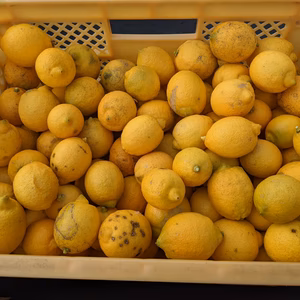 訳あり広島県産完熟レモン4kg