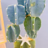 【在庫販売】　サボテン　柱サボテン　ブランチ　鬼面角　ドライガーデン