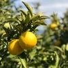 【熱海産♨農薬不使用】ニューサマーオレンジ 約2.5kg