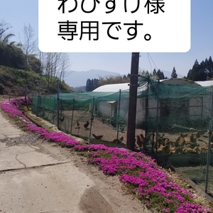 わびすけ様専用です。