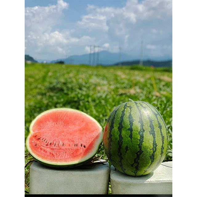 夏の定番 大玉八色産スイカ こまがた家の八色のスイカ Lサイズ1玉 農家漁師から産地直送の通販 ポケットマルシェ