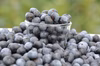 《奈良で無農薬で育てました》完熟！冷凍ブルーベリー
