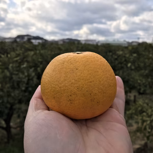 訳あり のぶやんのはっさく 5kg 和歌山県産