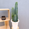 【在庫販売】　サボテン　柱サボテン　3本植え　観葉植物　多肉植物　ドライガーデン