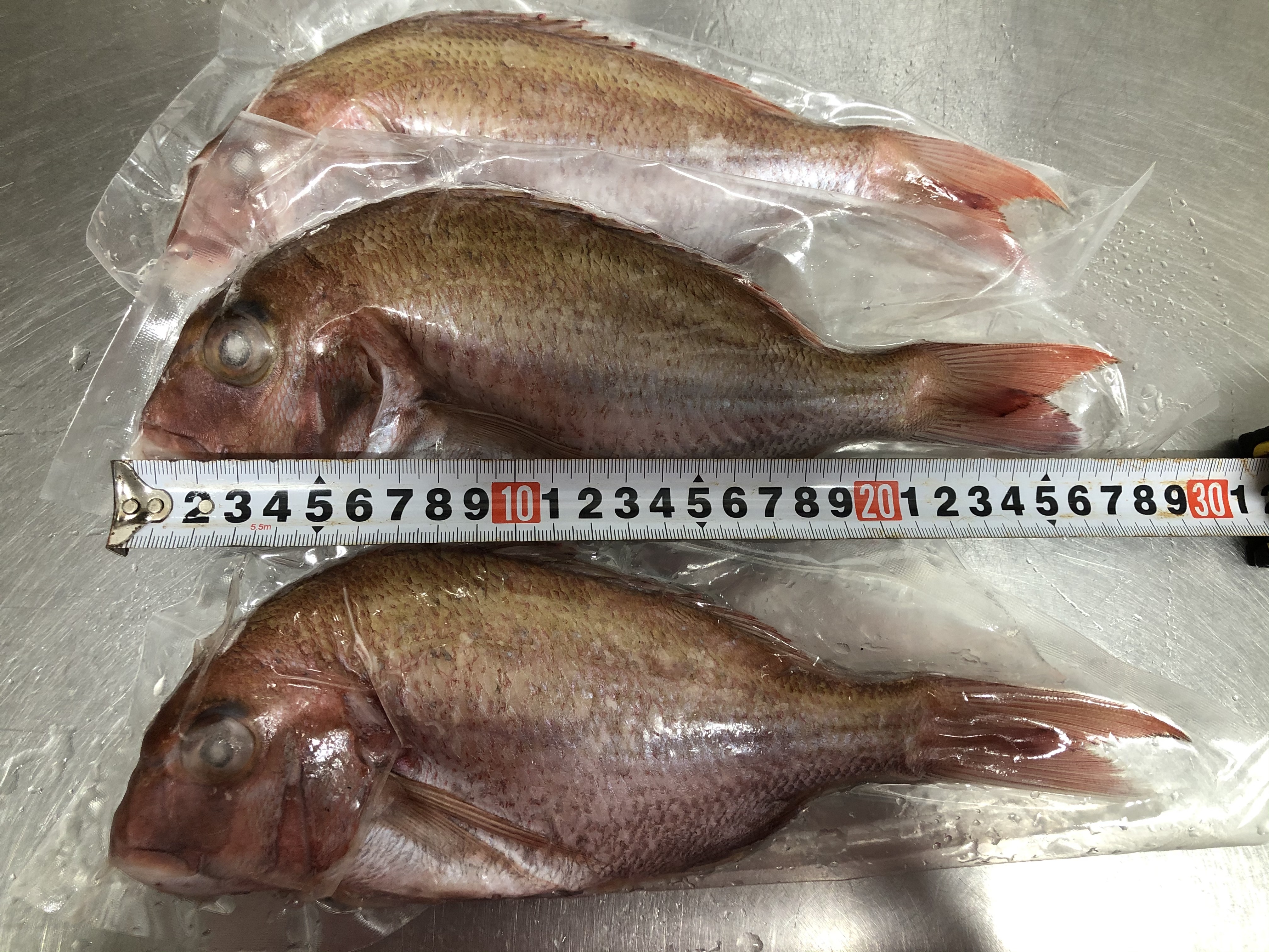 丸ごと鯛 天然真鯛３匹セット 農家漁師から産地直送の通販 ポケットマルシェ