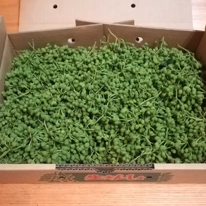 令和5年　生山椒　ブドウ山椒　和歌山県産　500g