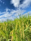 令和３年度産新米　11月上旬発送　減農栽培ヒノリカリ（へアリーベッジ米）　※玄米