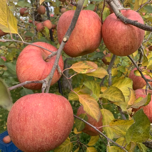 山形県産極めサンふじ！