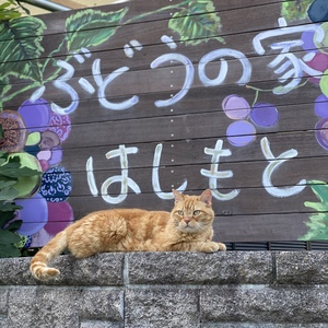 種は命❣️ 無農薬、ジベレリン処理なし種ありぶどうお楽しみボックス