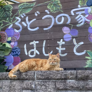 種は命❣️ 無農薬、ジベレリン処理なし種ありぶどうお楽しみボックス