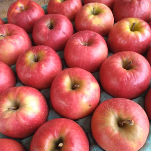 【訳あり！】希少品種　小粒で甘酸っぱいりんご　ピンクレディー